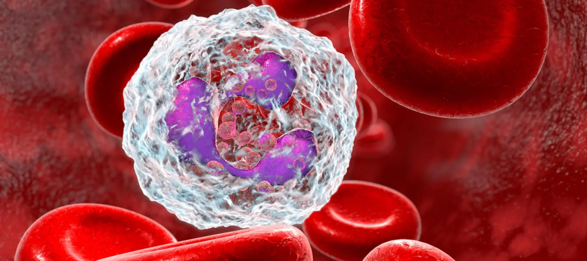 How 70% of Your Immune System Lives in Your Gut